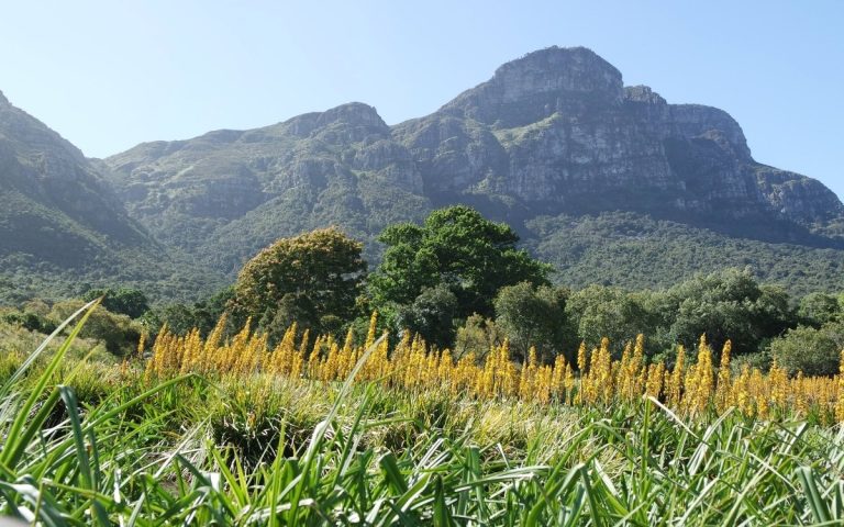 LesExpats-2024-web-Kirstenbosch Cape Town