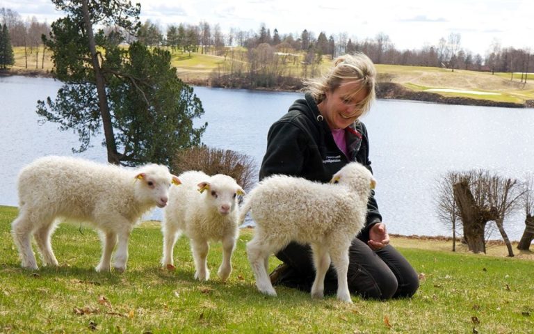 LesExpats-web-Bogstad
