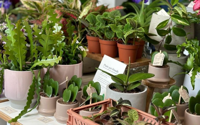 LesExpats-web-PlantUp (4)
