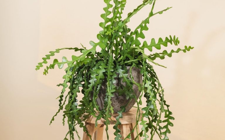 LesExpats-web-PlantUp