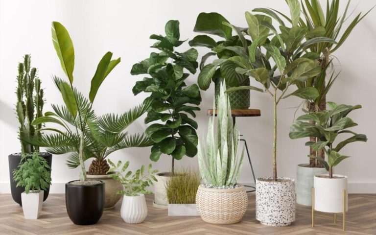 LesExpats-web-Plantropic