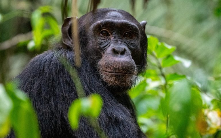 LesExpats-web-Primate-Safaris-(4)