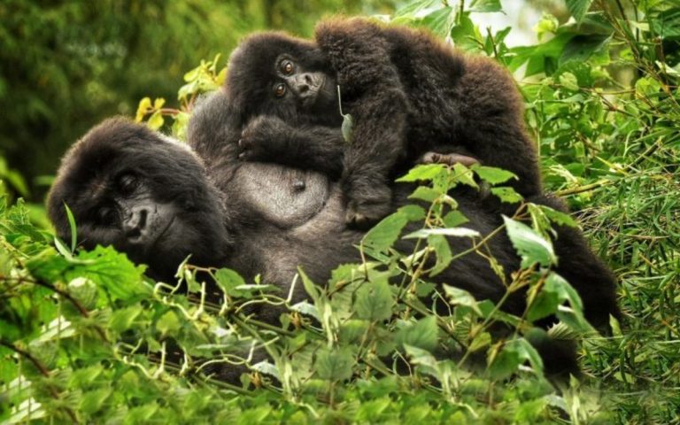 LesExpats-web-Primate-Safaris-(6)