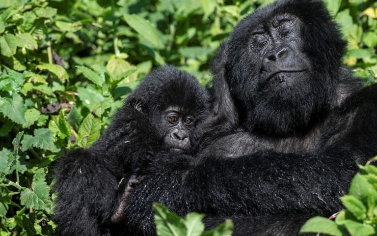 LesExpats-web-Primate-Safaris-(7)