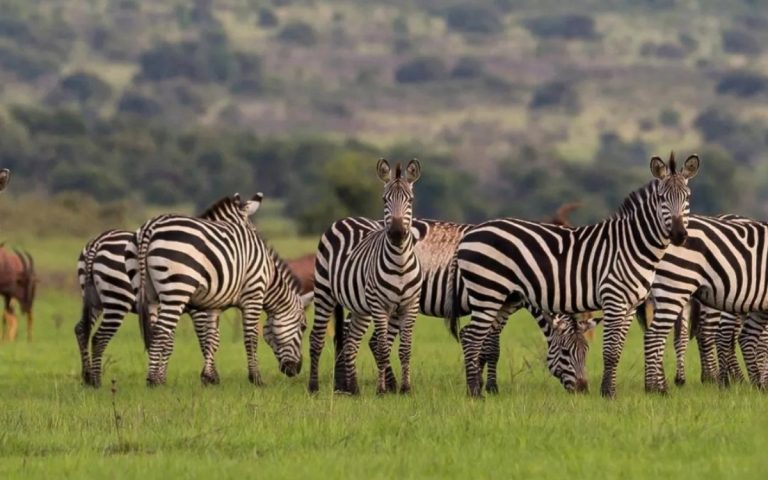 LesExpats-web-Universal-Ventures-Rwanda-(3)
