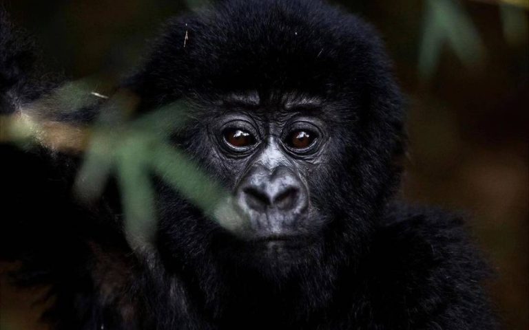 LesExpats-web-Universal-Ventures-Rwanda-(8)