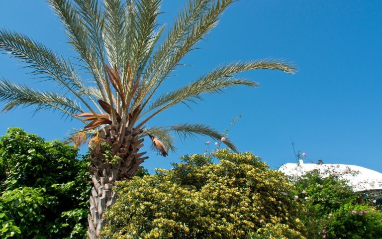 LesExpats-web-jardinier-pisciniste (5)