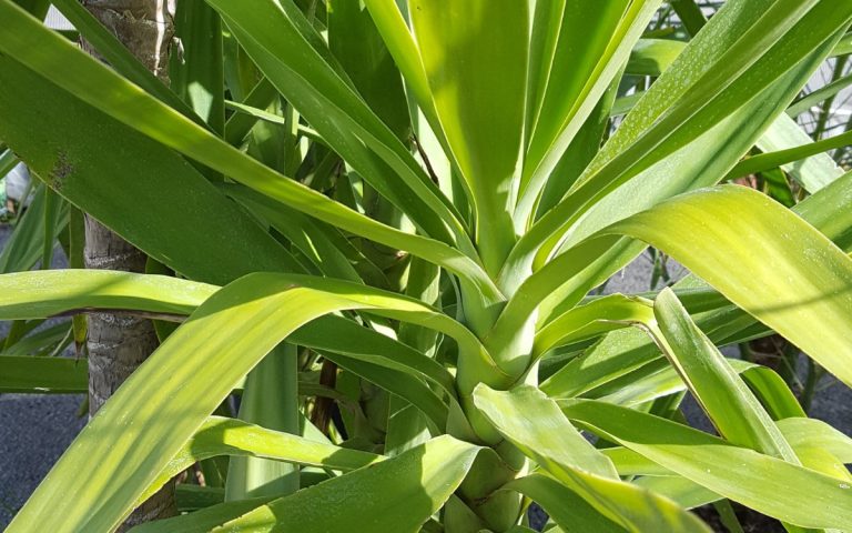 LesExpats-web-plantes-pepiniere (8)